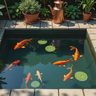 Fish Pond Stardew Guide: Build, Stock, and Profit